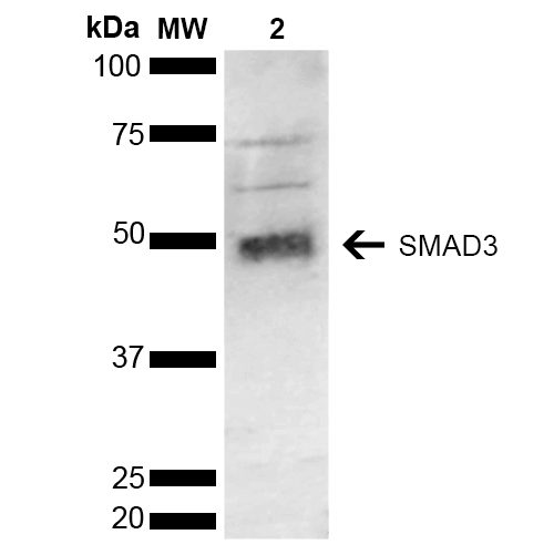  - SMAD3 Antibody ASM10578